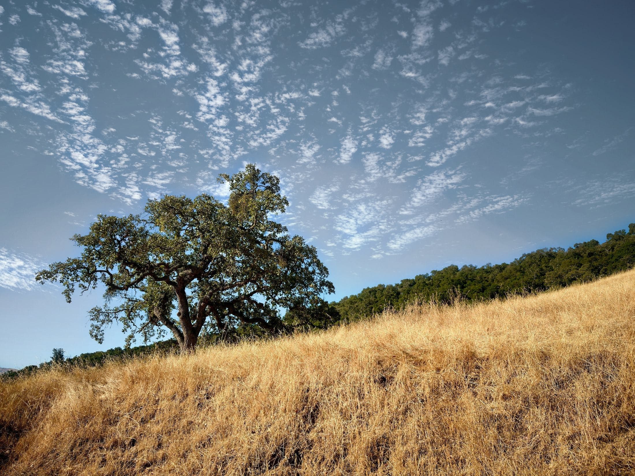 A single oak on a dry golden hillside above the canyon.